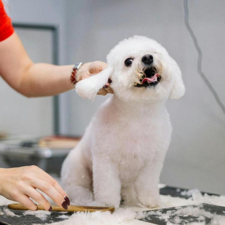 Grooming & Wellness