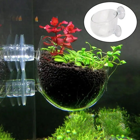 Waterweed nursery pot Glass Aquarium decoration