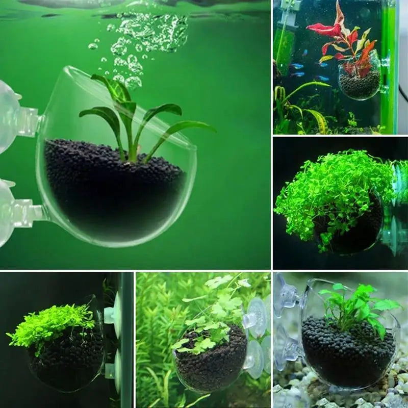 Waterweed nursery pot Glass Aquarium decoration